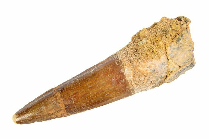 Fossil Spinosaurus Tooth - Real Dinosaur Tooth #346770